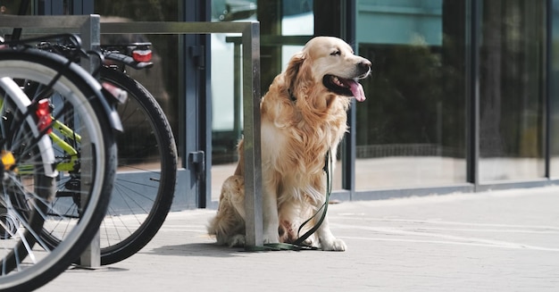 Golden Retriever-Hund an der Leine wartet auf den Besitzer an der Straße in der Nähe des Supermarkts. Reinrassiger Hund sitzt allein neben dem Fahrradparkplatz