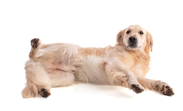 Golden Retriever Hund auf der Seite liegend auf weißer Wand