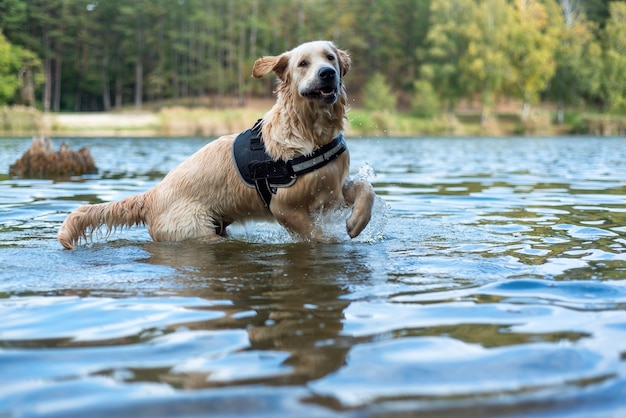 Foto golden retriever-hund, der im wasser läuft