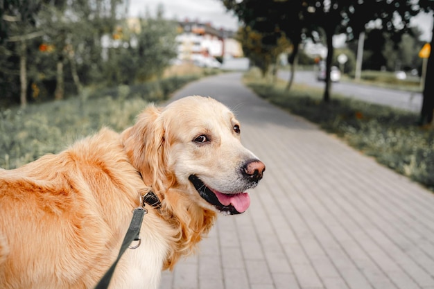 Golden Retriever Hund im Freien