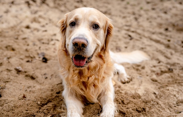 Golden Retriever Hund im Freien