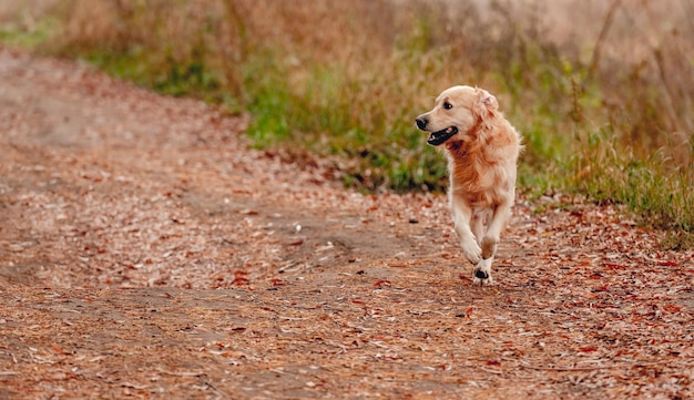 Golden Retriever Hund im Herbstwald