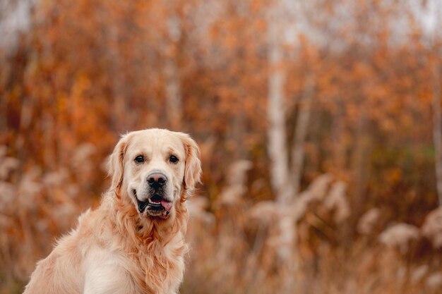 Golden Retriever Hund im Herbstwald