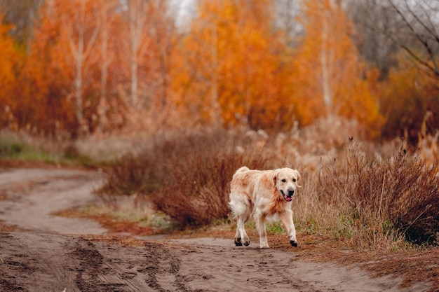 Golden Retriever Hund im Herbstwald