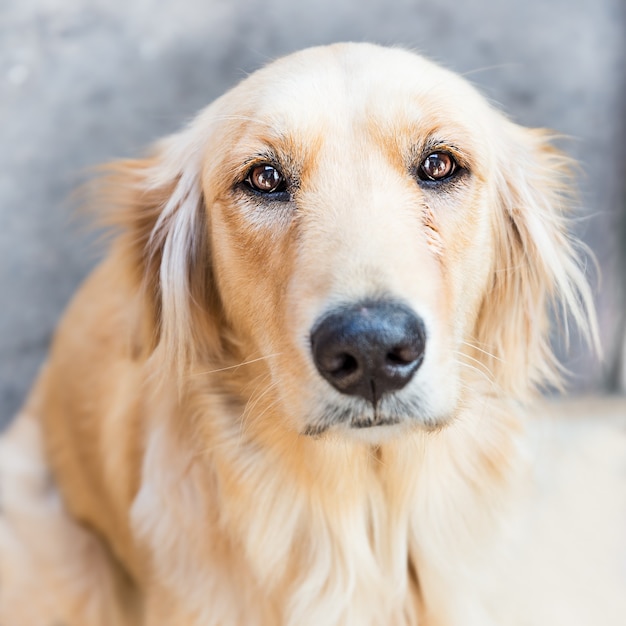 Golden Retriever Hund im traurigen Gesichtsausdruck