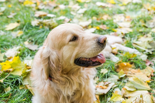 Golden Retriever Hund in der Natur. Herbst im Park. Konzept für die Haustierbetreuung.