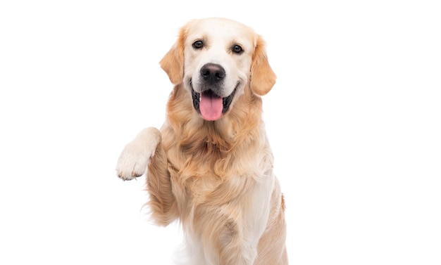 Golden Retriever Hund mit Pfote nach oben isoliert auf weißem Hintergrund