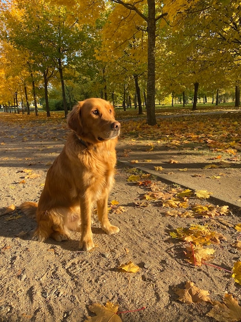 Golden Retriever Hund sitzt in der Sonne im Park auf einer Sandstraße unter den Sonnenstrahlen