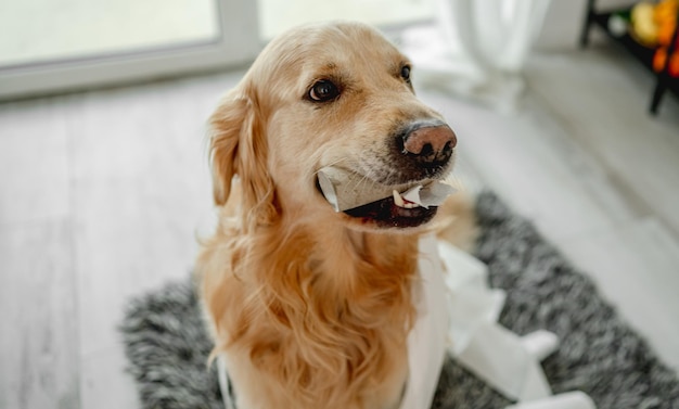 Golden Retriever Hund spielt mit Toilettenpapier