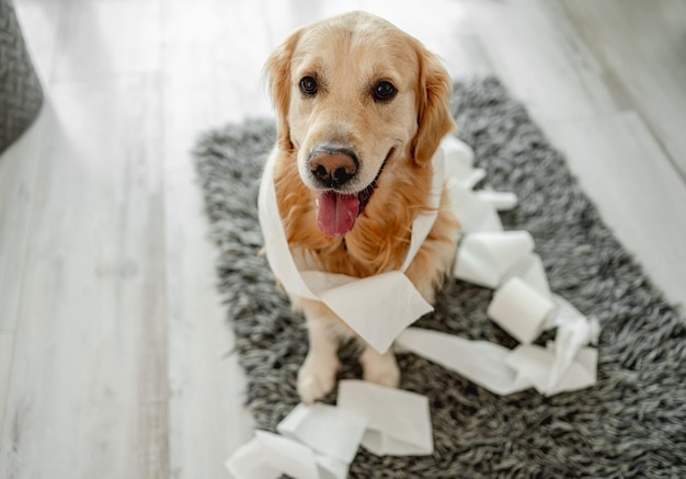 Golden Retriever Hund spielt mit Toilettenpapier