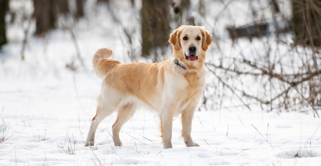 Golden Retriever Hund steht und schaut während des Winterspaziergangs im Wald genau in die Kamera