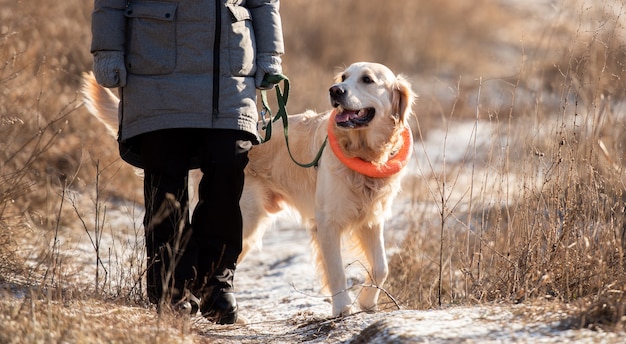 Golden Retriever Hund trägt einen orangefarbenen Spielzeugkreis über seinem Hals, der im Frühjahr mit der Besitzerin spazieren geht...