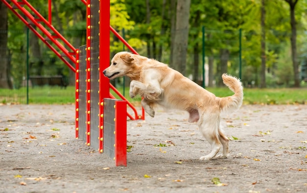 Golden Retriever Hund trainiert im Herbstpark im Freien reinrassiges Hündchenhaustierspringen