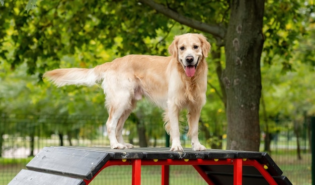 Golden Retriever-Hund trainiert