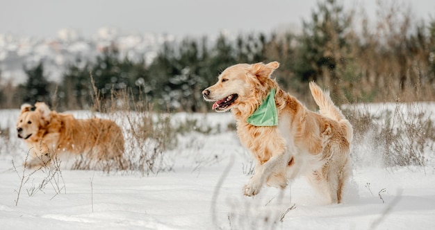 Golden Retriever-Hunde im Winter