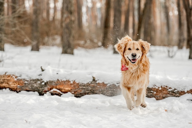 Golden Retriever-Hunde im Winter