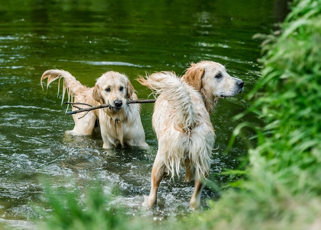 Golden Retriever Hunde stehen im Fluss