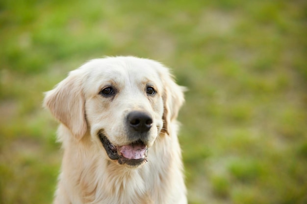 Golden Retriever Hundeporträt Charmanter Golden Retriever vor dem Hintergrund der Natur