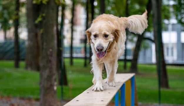 Golden Retriever Hundetraining