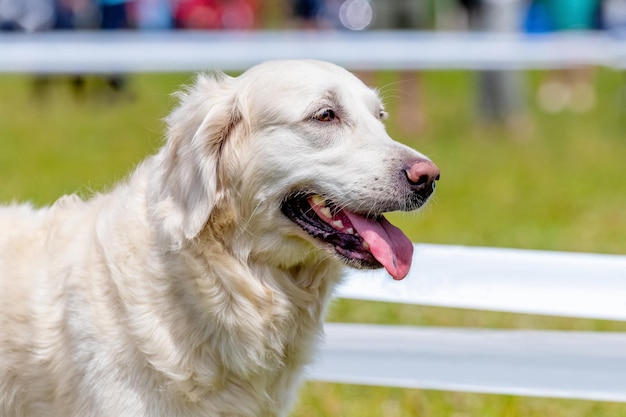 Golden Retriever im Park an der Leine