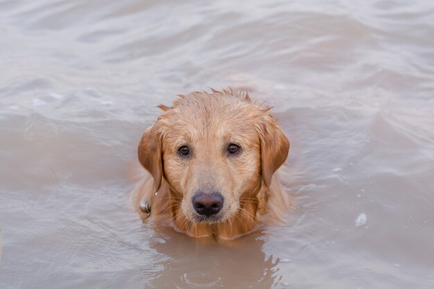 Golden Retriever im Spiel am See