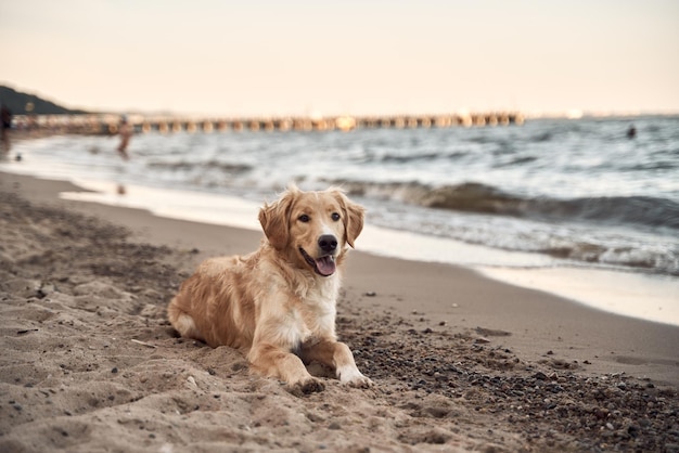 Golden retriever en la imagen de la playa con espacio de copia para el diseño de texto