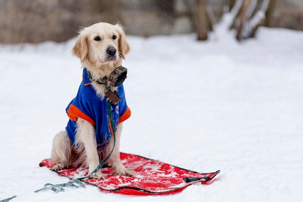 Golden Retriever en invierno a pie