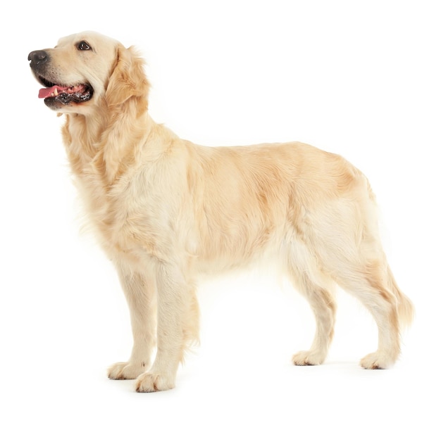 Golden Retriever isoliert auf Weiß