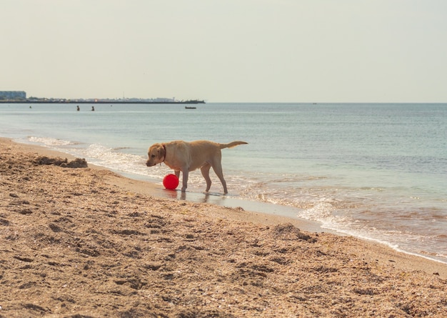 Golden retriever joven emocionado saltando y corriendo en la playa