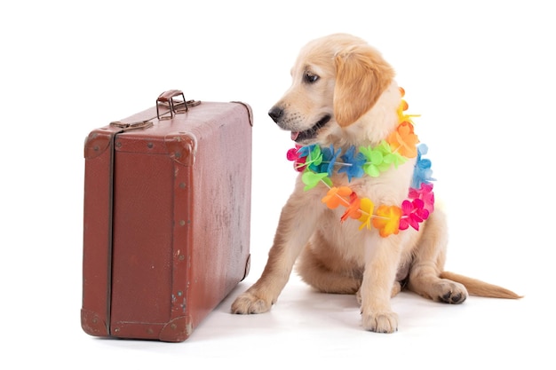 Golden Retriever joven con una maleta