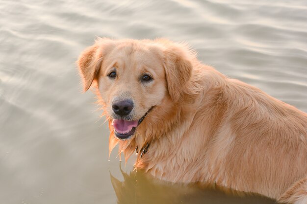 Golden Retriever en juego en el lago