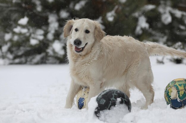 golden retriever jugando en la nieve