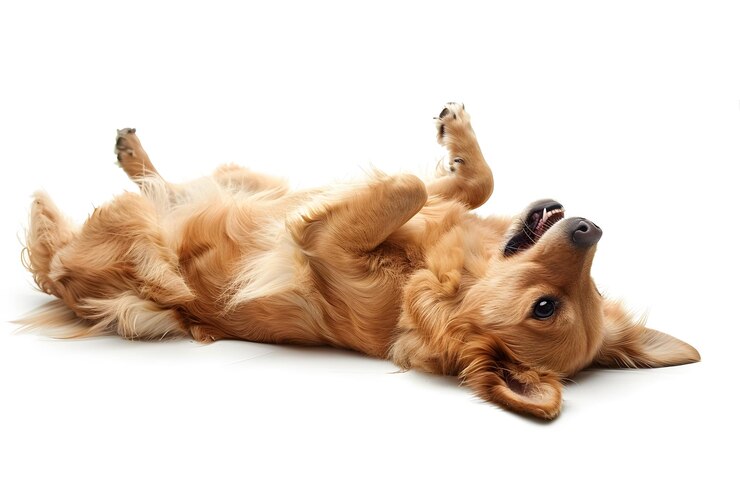 Un golden retriever juguetón acostado de espaldas
