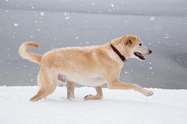 Golden retriever lá fora na neve