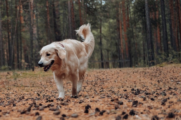 Golden Retriever läuft durch den Wald