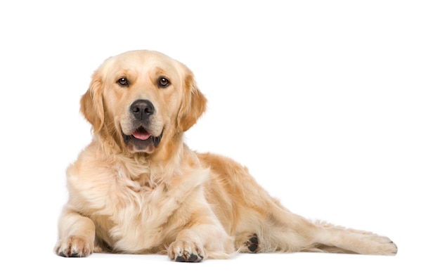 Golden Retriever mit 2 Jahren.