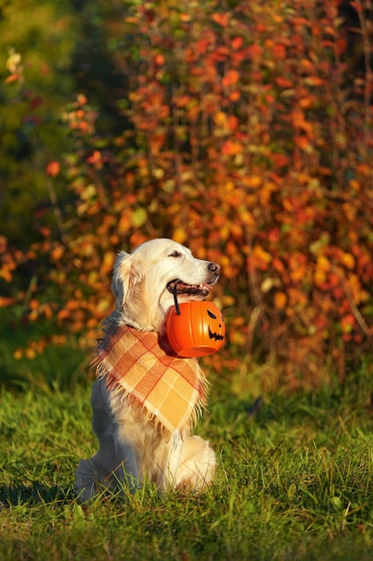 Golden Retriever mit kariertem Kopftuch sitzt im Park und hält Halloween-Eimer