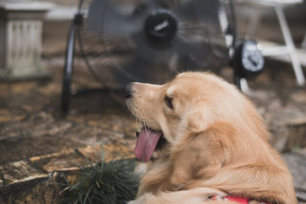 Golden retriever mit verschwommenen hintergrund lüfterkühlung.