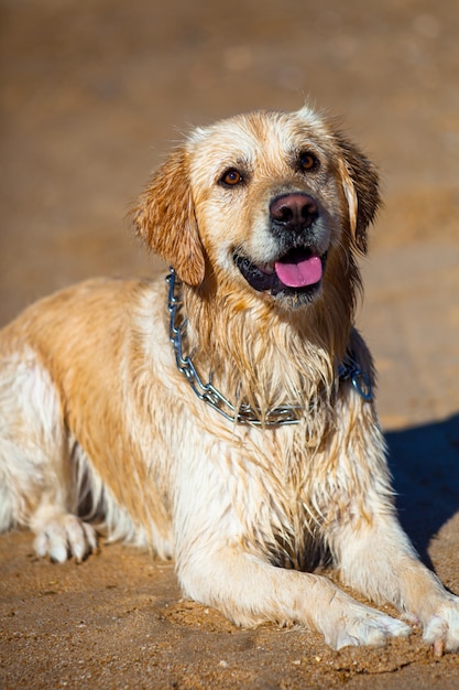 Golden Retriever molhado