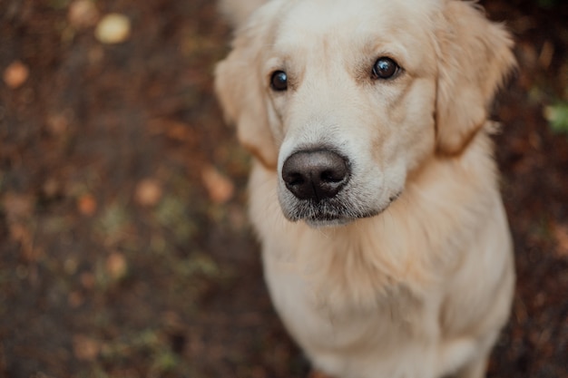 Golden retriever na floresta