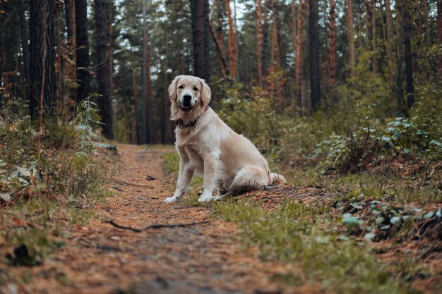 Golden retriever na floresta