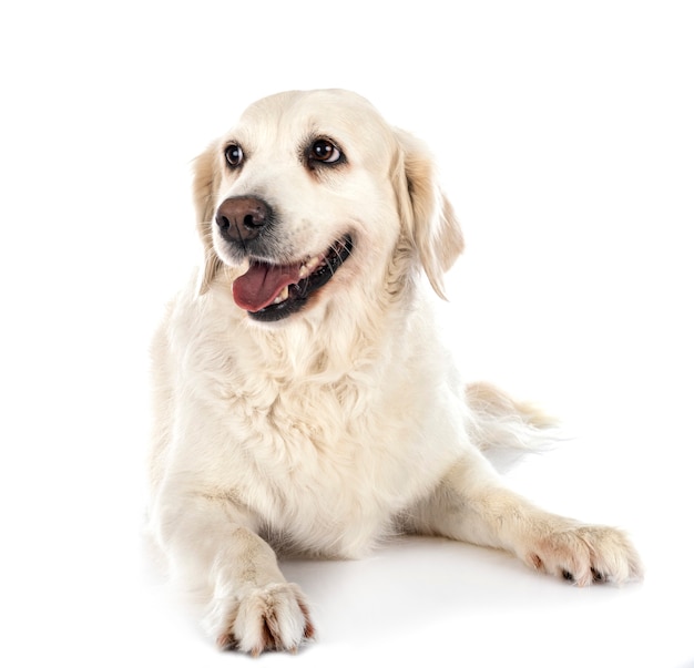 Golden retriever na frente do fundo branco