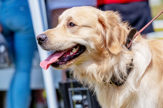 Golden retriever no parque na coleira