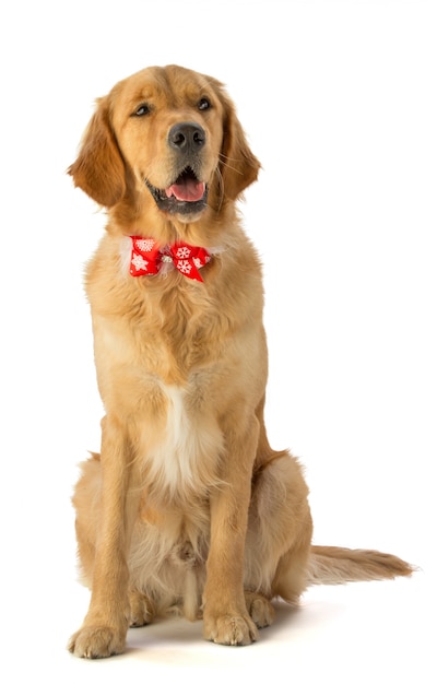 Golden retriever con una pajarita roja sentada en blanco