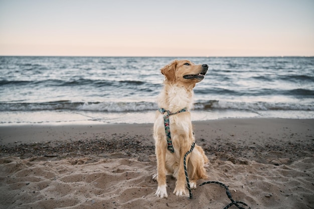 Golden retriever en la playa de arena de la orilla del mar Perro feliz durante las vacaciones con la familia