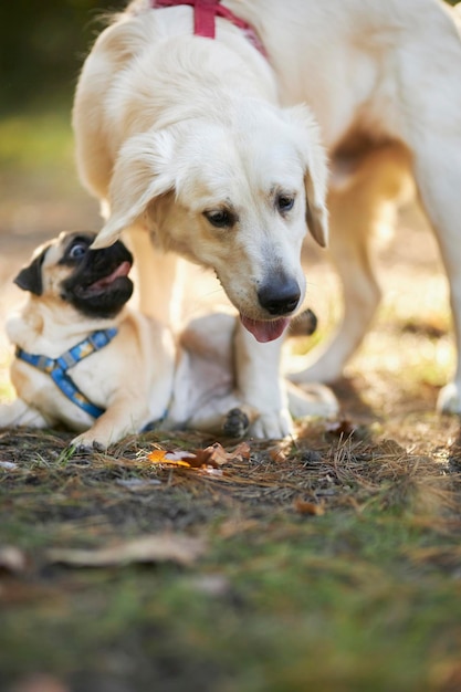 Golden retriever y pug jugando en el parque, corriendo uno detrás del otro. Perro perdiguero de oro y pug.