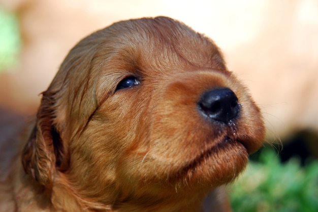 Golden Retriever-Puppie