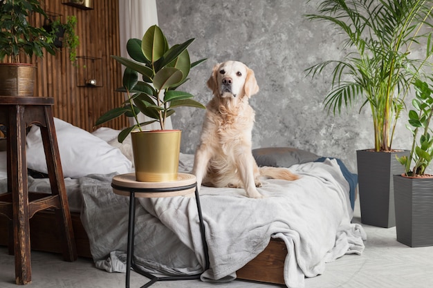 Golden retriever pura raza cachorro de perro con abrigo y almohadas en la cama en la casa o el hotel