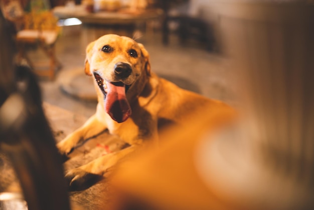 Golden Retriever-Rassehund, der zu Hause im Wohnzimmer sitzt