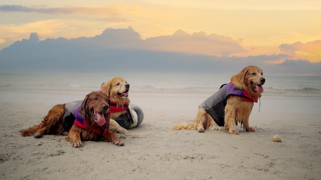 Golden retriever relaxante na praia. Estilo de vida do cão e recreação nas férias de verão.